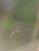 Argiope bruennichi